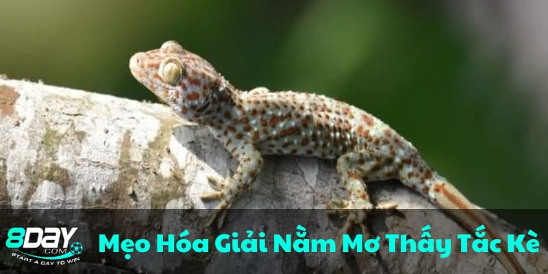 cach-hoa-giai-giac-mo-xau-ve-tac-ke-nhung-phuong-phap-hieu-qua