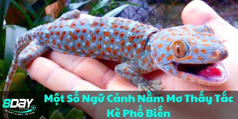 giai-ma-y-nghia-nhieu-giac-mo-thay-tac-ke-pho-bien-nhat