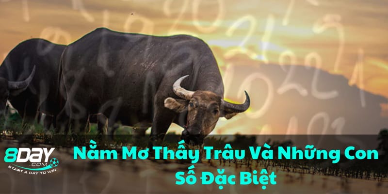 nhung-con-so-may-man-khi-mo-thay-trau-bi-quyet-danh-de-chinh-xac